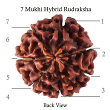 Load image into Gallery viewer, 7 Mukhi Hybrid Rudraksha - Bead No. 37
