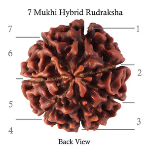 7 Mukhi Hybrid Rudraksha - Bead No. 37
