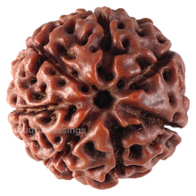 Load image into Gallery viewer, 7 Mukhi Hybrid Rudraksha - Bead No. 38