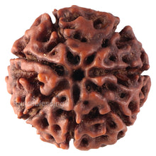 Load image into Gallery viewer, 7 Mukhi Hybrid Rudraksha - Bead No. 40