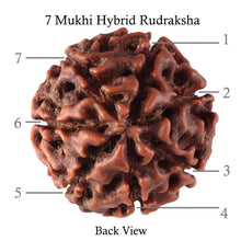Load image into Gallery viewer, 7 Mukhi Hybrid Rudraksha - Bead No. 40