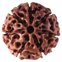 Load image into Gallery viewer, 7 Mukhi Hybrid Rudraksha - Bead No. 41