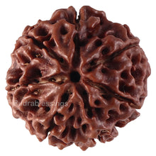 Load image into Gallery viewer, 7 Mukhi Hybrid Rudraksha - Bead No. 42
