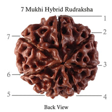 Load image into Gallery viewer, 7 Mukhi Hybrid Rudraksha - Bead No. 42
