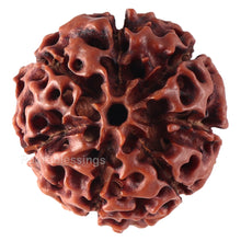 Load image into Gallery viewer, 7 Mukhi Hybrid Rudraksha - Bead No. 43