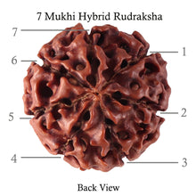 Load image into Gallery viewer, 7 Mukhi Hybrid Rudraksha - Bead No. 43