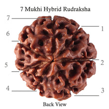 Load image into Gallery viewer, 7 Mukhi Hybrid Rudraksha - Bead No. 44
