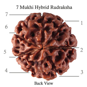 7 Mukhi Hybrid Rudraksha - Bead No. 44