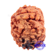 Load image into Gallery viewer, 7 Mukhi Indonesian Rudraksha with Om Marking