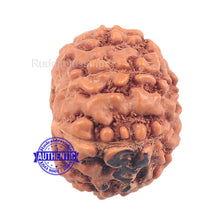 Load image into Gallery viewer, 7 Mukhi Indonesian Rudraksha with Om Marking