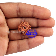 Load image into Gallery viewer, 7 Mukhi Indonesian Rudraksha with Om Marking