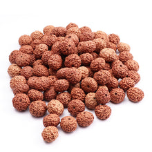 Load image into Gallery viewer, 8 Mukhi Rudraksha from Indonesia - 100 Beads Pack