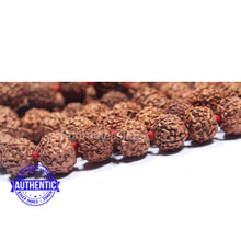 Load image into Gallery viewer, 6 Mukhi Rudraksha Kantha - (108+1 beads - Indonesian)