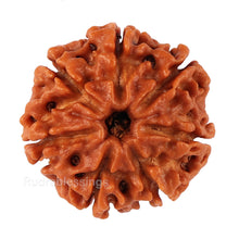 Load image into Gallery viewer, 7 Mukhi Nepalese Rudraksha in Gold Plated Locket