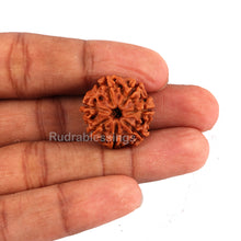 Load image into Gallery viewer, 7 Mukhi Nepalese Rudraksha in Gold Plated Locket