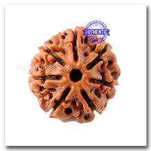 Load image into Gallery viewer, 7 Mukhi Nepalese Rudraksha - Std Size