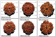 Load image into Gallery viewer, Rudraksha Set - (7 Mukhi of different sizes)