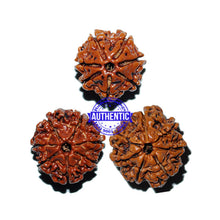 Load image into Gallery viewer, Rudraksha Set - (7 Mukhi of different sizes)