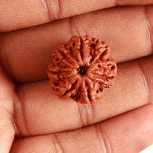 Load image into Gallery viewer, 7 Mukhi Nepalese Rudraksha - Bead No 449