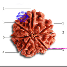 Load image into Gallery viewer, 7 Mukhi Nepalese Rudraksha - Bead No 451