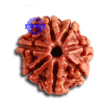 Load image into Gallery viewer, 7 Mukhi Nepalese Rudraksha - Bead No 455