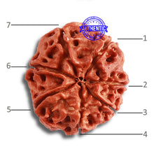 Load image into Gallery viewer, 7 Mukhi Nepalese Rudraksha - Bead No 465