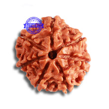 Load image into Gallery viewer, 7 Mukhi Nepalese Rudraksha - Bead No 476