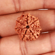 Load image into Gallery viewer, 7 Mukhi Nepalese Rudraksha - Bead No 476