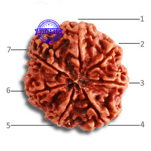 Load image into Gallery viewer, 7 Mukhi Nepalese Rudraksha - Bead No. 478