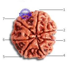 Load image into Gallery viewer, 7 Mukhi Nepalese Rudraksha - Bead No. 479