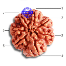 Load image into Gallery viewer, 7 Mukhi Nepalese Rudraksha - Bead No. 480