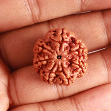 Load image into Gallery viewer, 7 Mukhi Nepalese Rudraksha - Bead No. 480