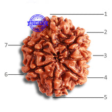 Load image into Gallery viewer, 7 Mukhi Nepalese Rudraksha - Bead No. 482