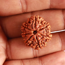 Load image into Gallery viewer, 7 Mukhi Nepalese Rudraksha - Bead No. 482