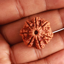 Load image into Gallery viewer, 7 Mukhi Nepalese Rudraksha - Bead No. 487