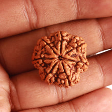 Load image into Gallery viewer, 7 Mukhi Nepalese Rudraksha - Bead No. 488