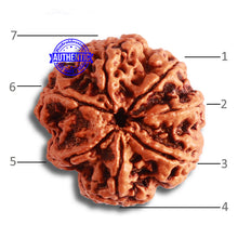 Load image into Gallery viewer, 7 Mukhi Nepalese Rudraksha - Bead No. 489