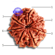 Load image into Gallery viewer, 7 Mukhi Nepalese Rudraksha - Bead No. 491