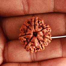 Load image into Gallery viewer, 7 Mukhi Nepalese Rudraksha - Bead No. 492