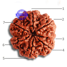 Load image into Gallery viewer, 7 Mukhi Nepalese Rudraksha - Bead No. 493