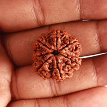 Load image into Gallery viewer, 7 Mukhi Nepalese Rudraksha - Bead No. 493
