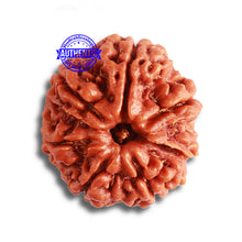 Load image into Gallery viewer, 7 Mukhi Nepalese Rudraksha - Bead No. 494
