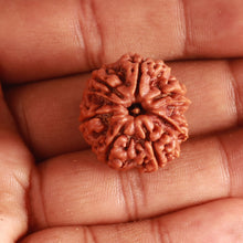 Load image into Gallery viewer, 7 Mukhi Nepalese Rudraksha - Bead No. 494