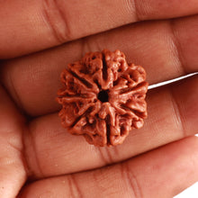 Load image into Gallery viewer, 7 Mukhi Nepalese Rudraksha - Bead No. 495