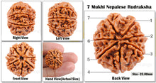 Load image into Gallery viewer, 7 Mukhi Nepalese Rudraksha - Bead No. 40