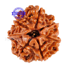 Load image into Gallery viewer, 7 Mukhi Nepalese Rudraksha - Bead No. 25
