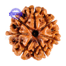 Load image into Gallery viewer, 7 Mukhi Nepalese Rudraksha - Bead No. 31
