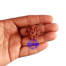 Load image into Gallery viewer, 7 Mukhi Nepalese Rudraksha - Bead No. 356