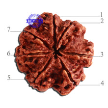 Load image into Gallery viewer, 7 Mukhi Nepalese Rudraksha - Bead No. 356