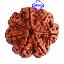 Load image into Gallery viewer, 7 Mukhi Nepalese Rudraksha - Bead No. 357